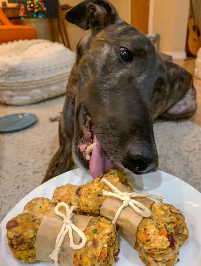 Greyhound dog eating Thanksgiving dog biscuits
