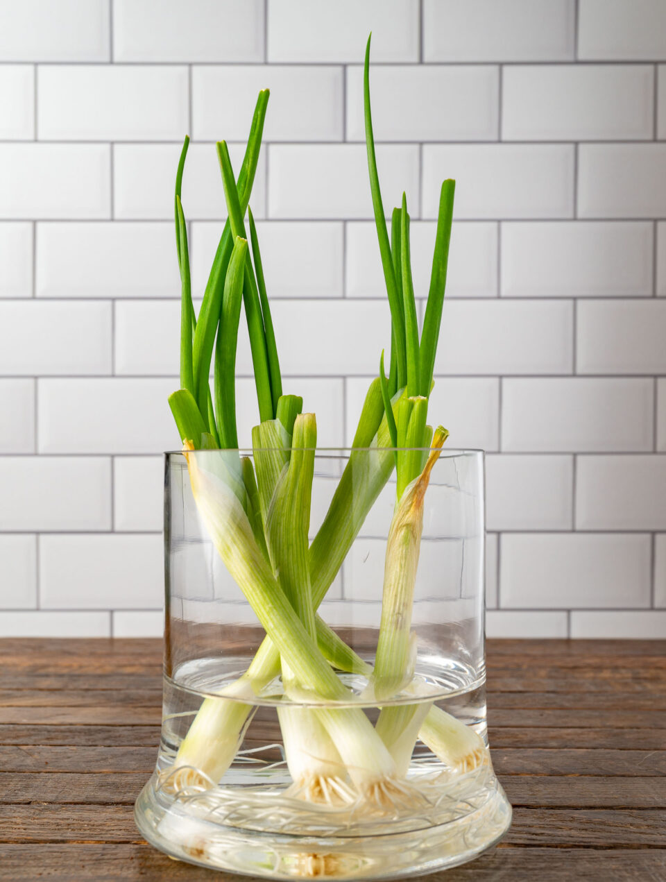 grown green onions in vase