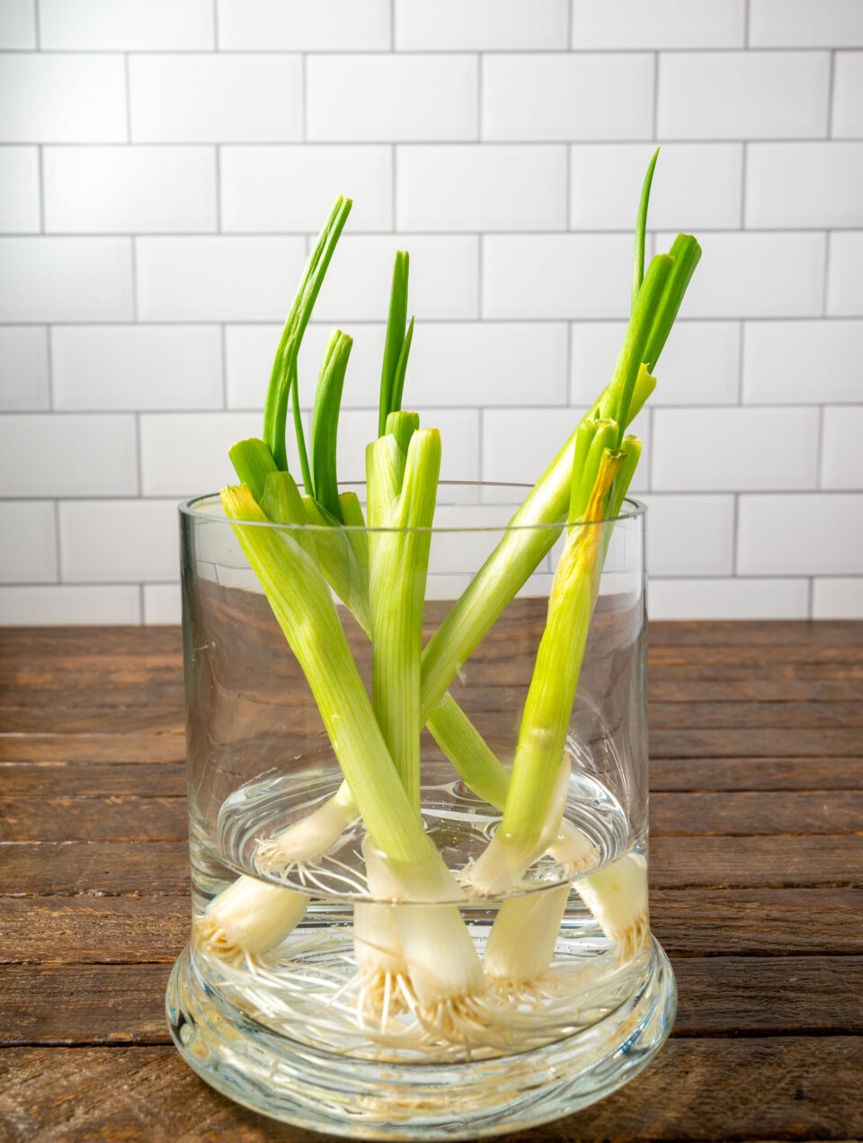 green onion growing in a vase